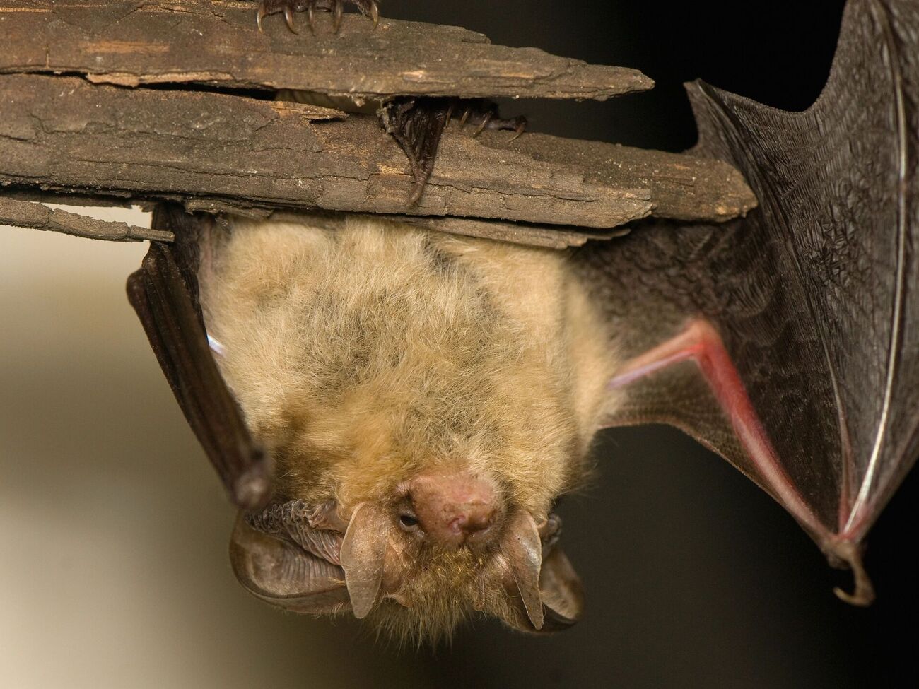 Усі види кажанів України занесені до Червоної книги, тож вбивати їх або пошкоджувати місця їхнього оселення заборонено