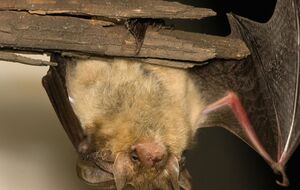 Усі види кажанів України занесені до Червоної книги, тож вбивати їх або пошкоджувати місця їхнього оселення заборонено