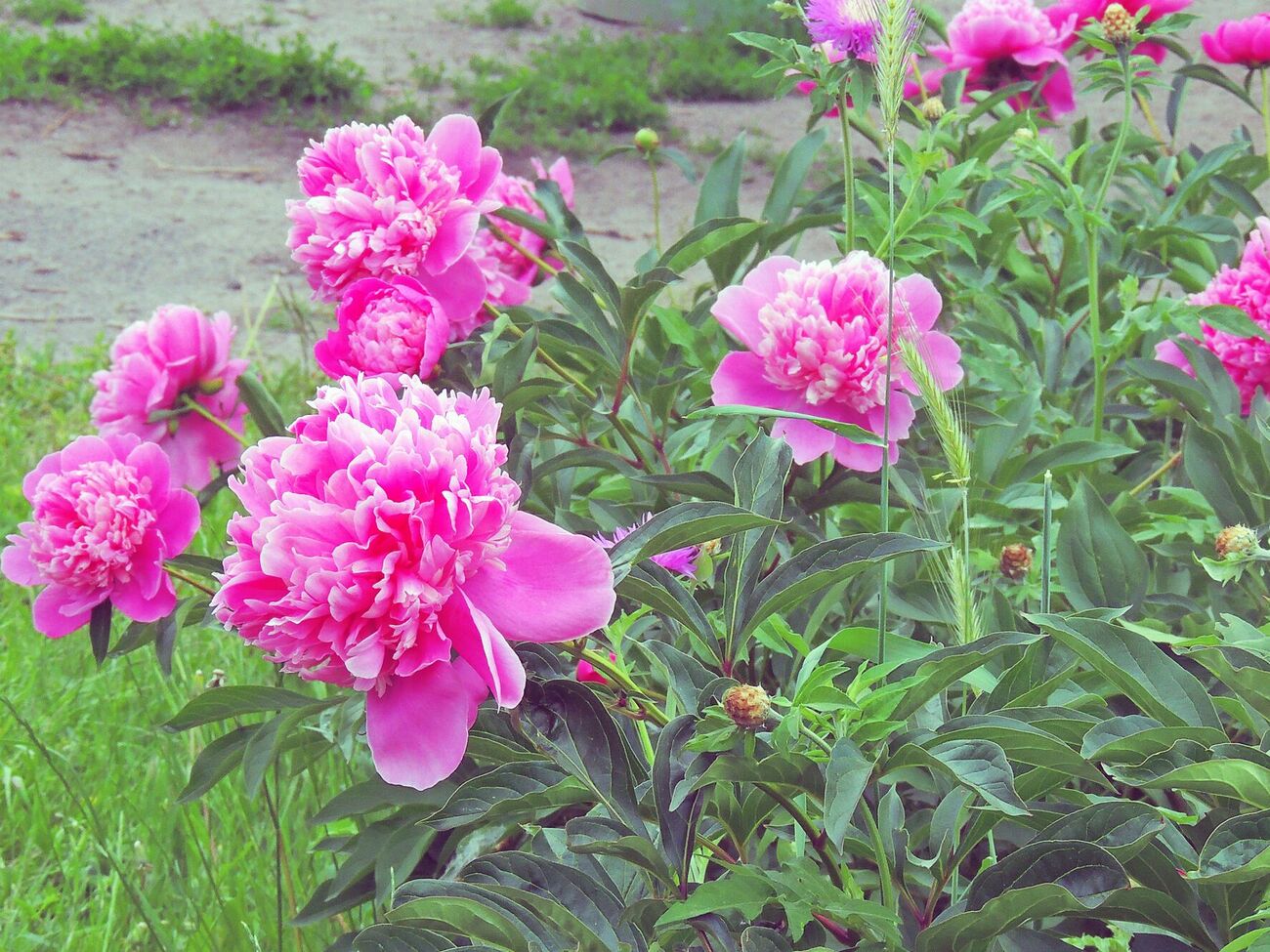 Осіннє пересаджування відбувається в період спокою, тому рослини швидко приживаються