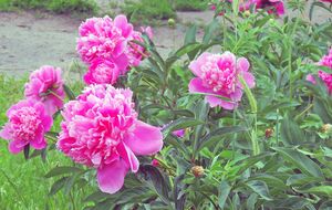 Осіннє пересаджування відбувається в період спокою, тому рослини швидко приживаються