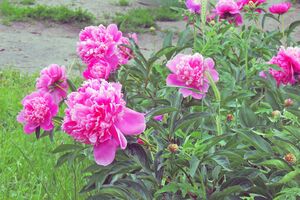 Осенняя пересадка проходит в период покоя, поэтому растения быстро приживаются