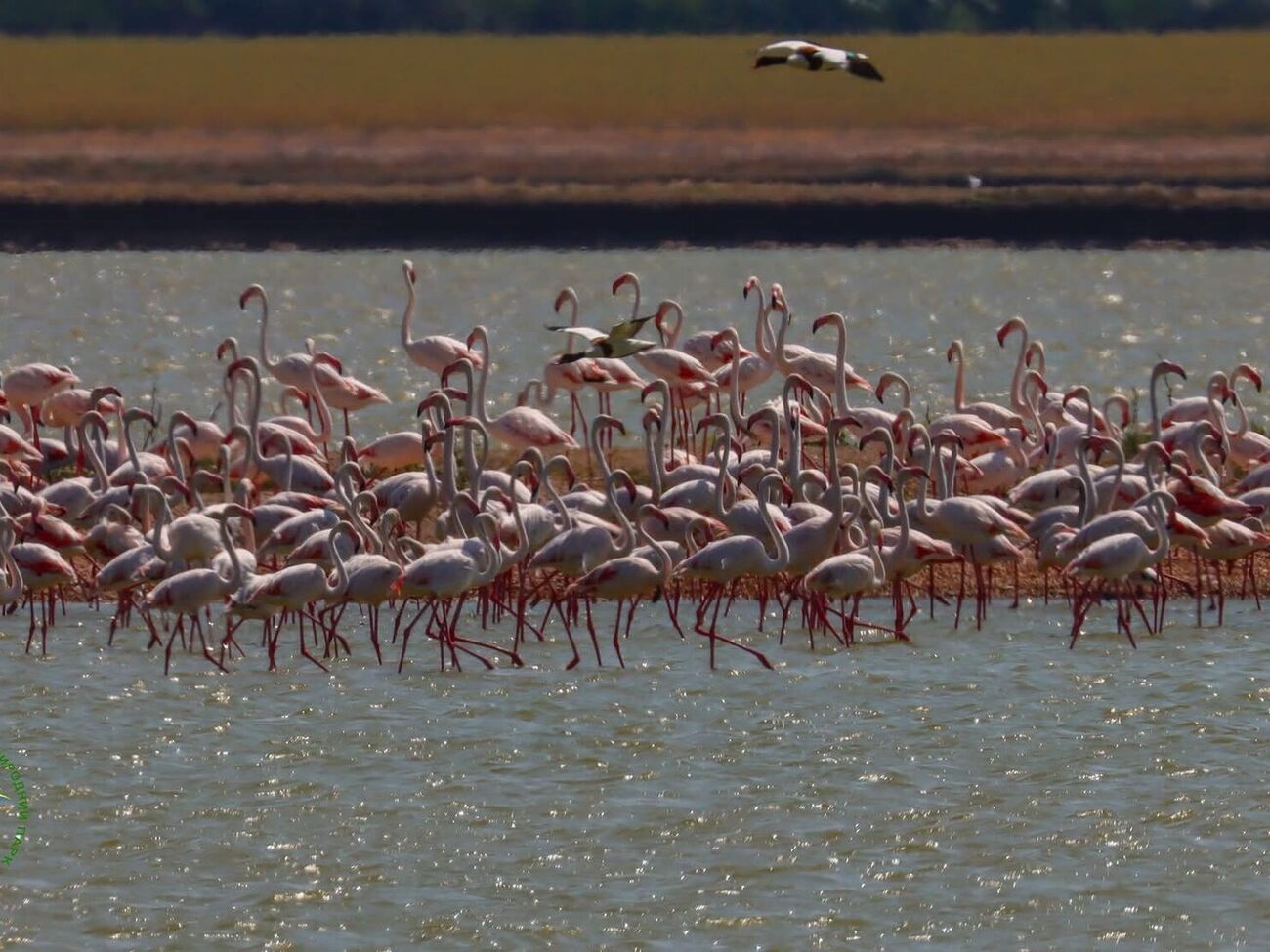 Птицы пугаются громких звуков и бросают гнезда