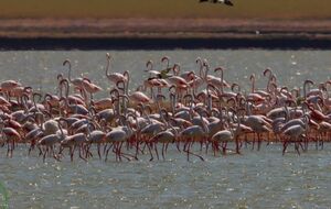 Птицы пугаются громких звуков и бросают гнезда