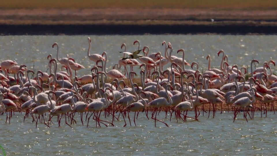 Птицы пугаются громких звуков и бросают гнезда