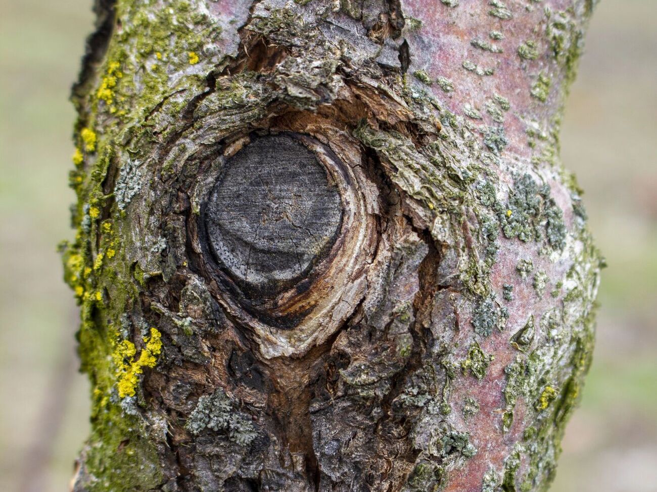 Опасность трещин в том, что через поврежденную кору легко проникают инфекции и вредные грибы