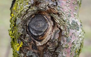 Небезпека тріщин у тому, що через пошкоджену кору легко проникають інфекції й шкідливі гриби