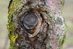 Небезпека тріщин у тому, що через пошкоджену кору легко проникають інфекції й шкідливі гриби