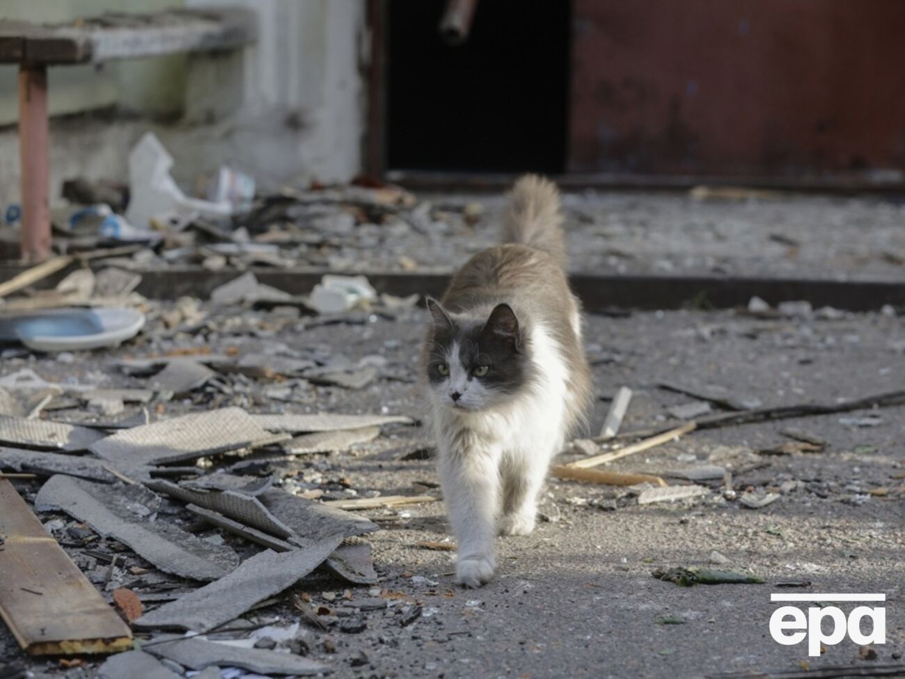 Волонтеры рассказали о погибших от атаки РФ и спасенных котах