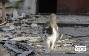 Волонтеры рассказали о погибших от атаки РФ и спасенных котах