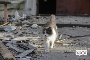 Волонтеры рассказали о погибших от атаки РФ и спасенных котах
