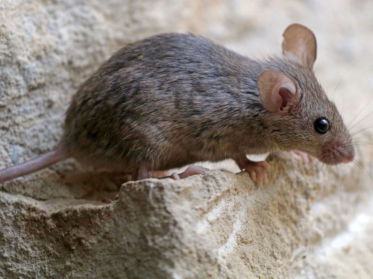 Мыши боятся некоторых ароматов