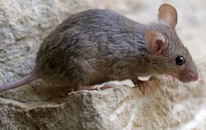 Мыши боятся некоторых ароматов