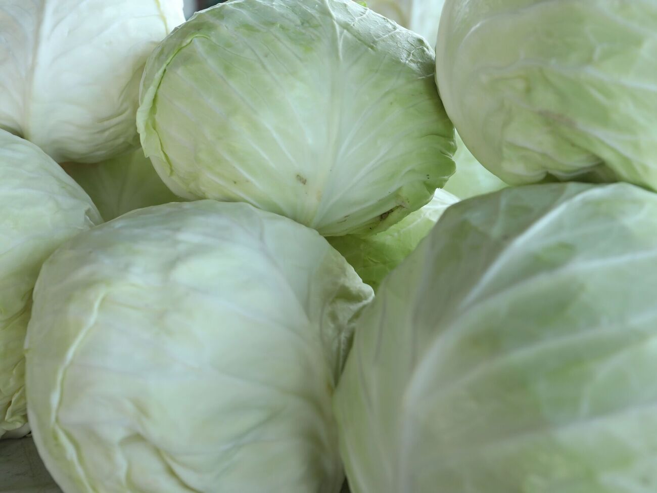 Кочаны надо освободить от слабых листьев