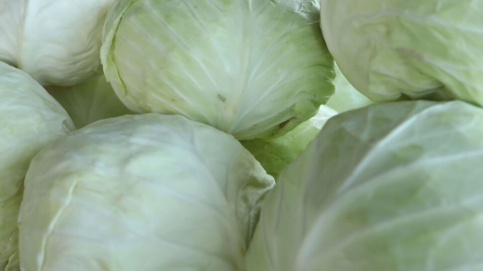 Кочаны надо освободить от слабых листьев