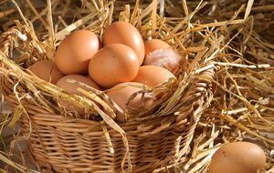 Для приготовления подкормки для кур понадобится мед