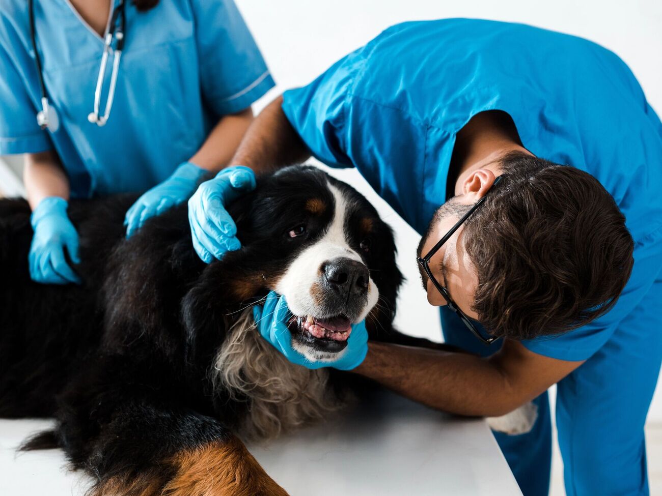 Ветеринар враховував кілька параметрів під час складання списку порід