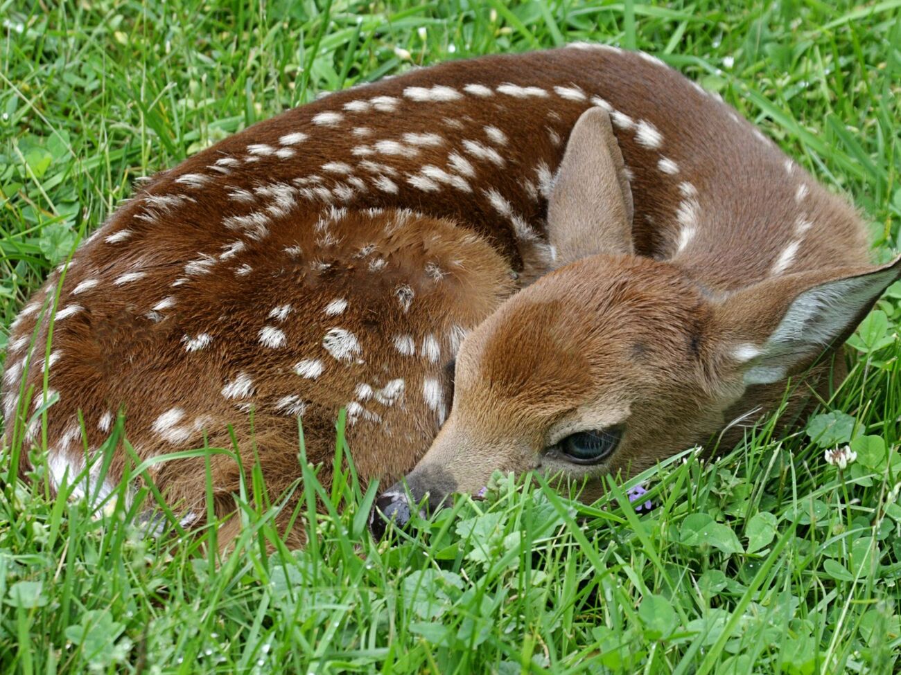 Олень помер у зоопарку наприкінці серпня
