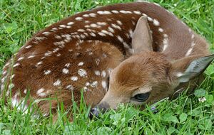 Олень помер у зоопарку наприкінці серпня