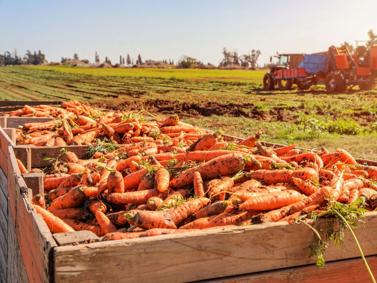 Не можна залишати моркву під сонцем на весь день, тому що вона втратить багато вологи, зів'яне, а її смак погіршиться