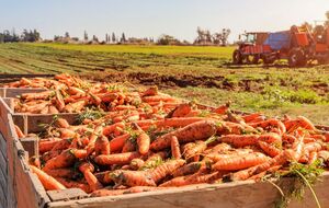 Не можна залишати моркву під сонцем на весь день, тому що вона втратить багато вологи, зів'яне, а її смак погіршиться