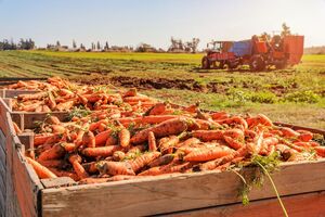 Нельзя оставлять морковь под солнцем на весь день, потому что она потеряет много влаги, завянет, а ее вкус ухудшится