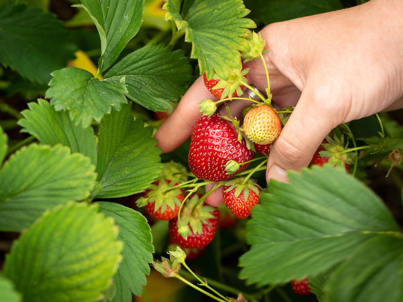 Клубнику можно будет собирать уже весной