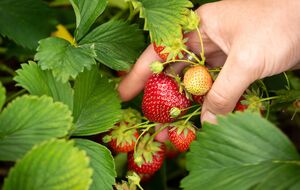 Клубнику можно будет собирать уже весной