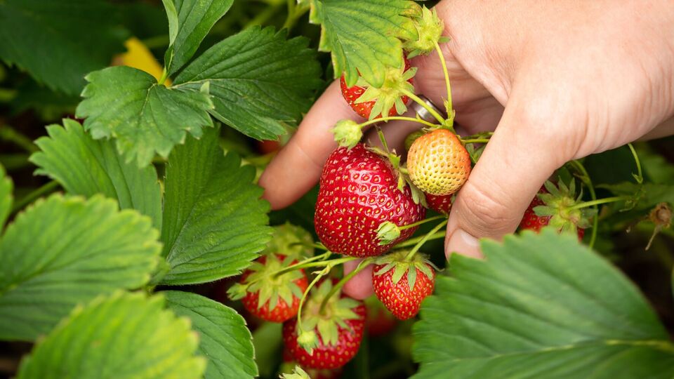 Клубнику можно будет собирать уже весной