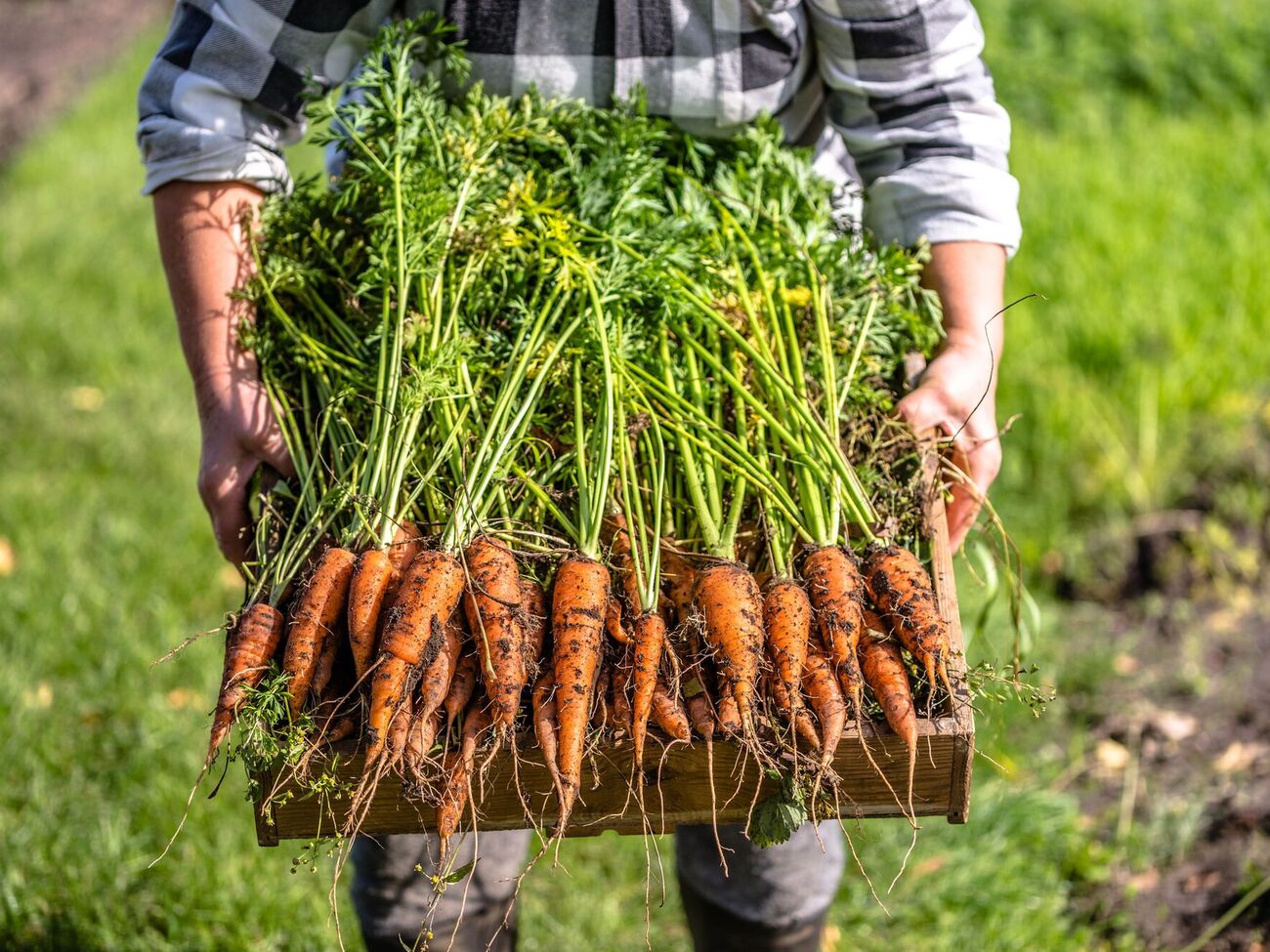 Щоб морква добре збереглася, потрібно забезпечити температуру від 0…+2 °C