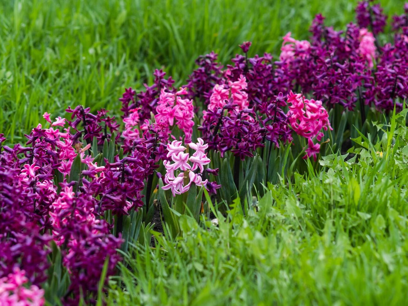 Тюльпаны и гиацинты в осенний период высаживают последними