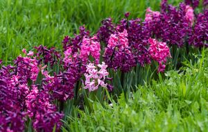 Тюльпаны и гиацинты в осенний период высаживают последними