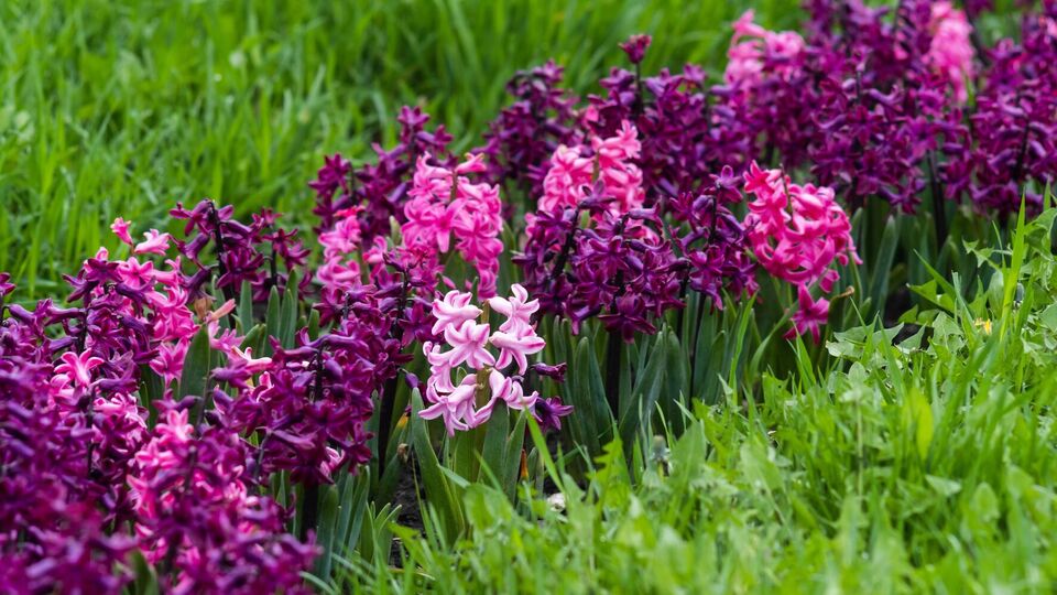 Тюльпаны и гиацинты в осенний период высаживают последними