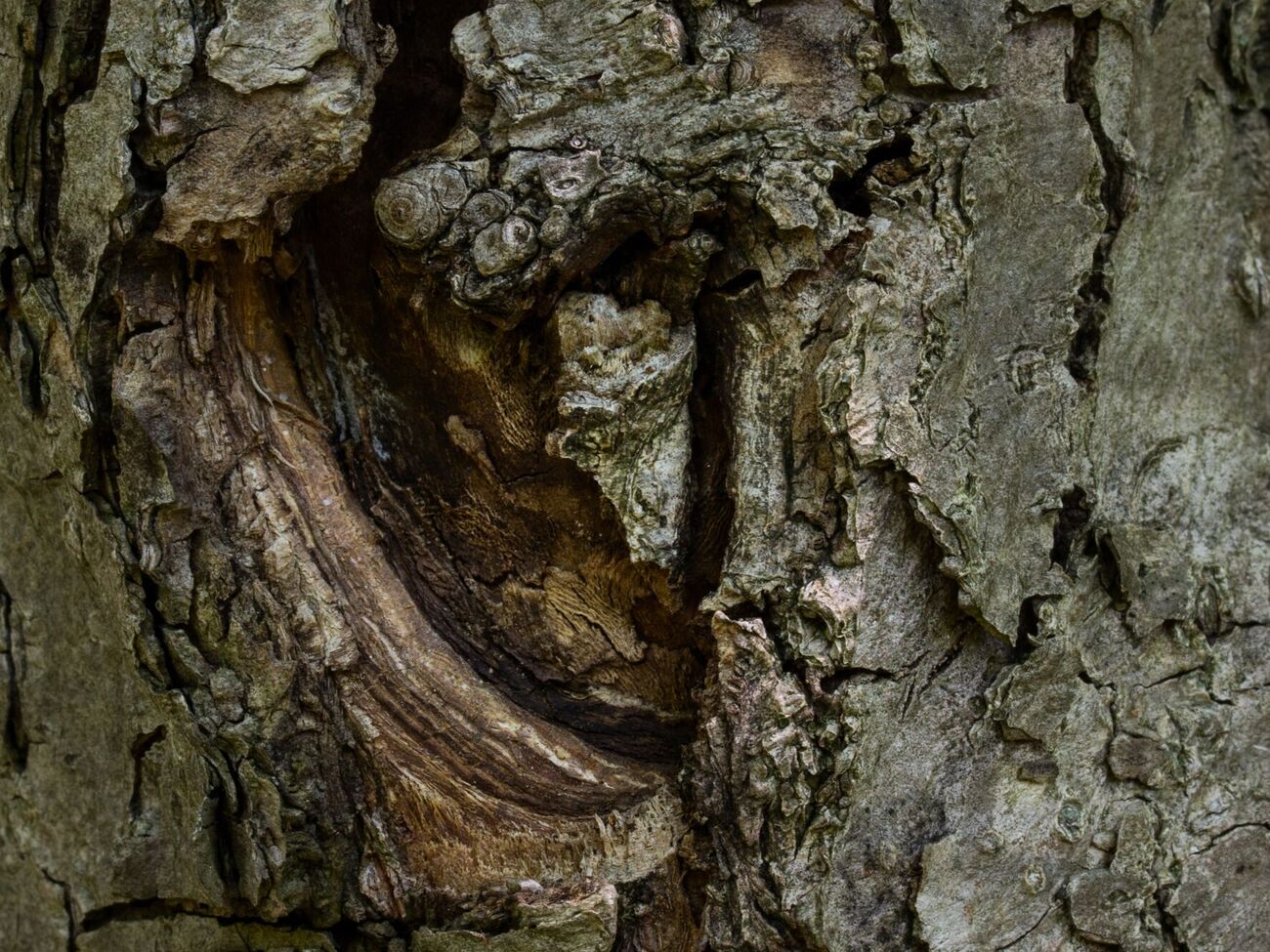 Перед тим, як обробляти тріщини, потрібно почистити місце від старої кори