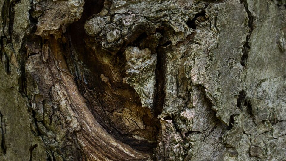 Перед тим, як обробляти тріщини, потрібно почистити місце від старої кори