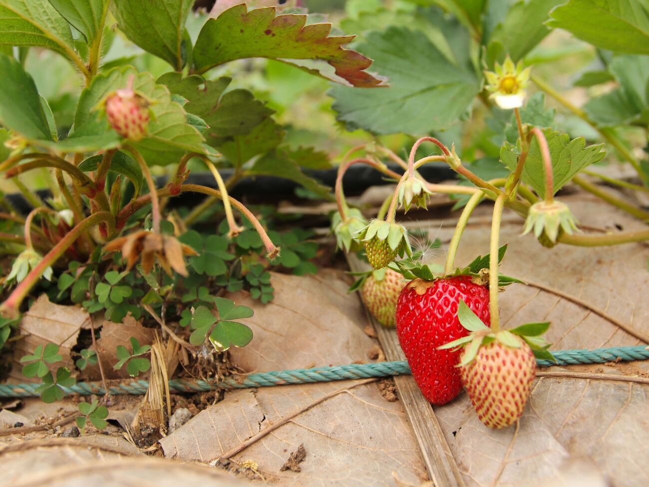 За словами голови вченої ради, відредагована полуниця містить у 12 разів більше кверцетину