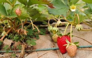 По словам председателя ученого совета, отредактированная клубника в 12 раз больше содержит кверцетина