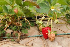 По словам председателя ученого совета, отредактированная клубника в 12 раз больше содержит кверцетина