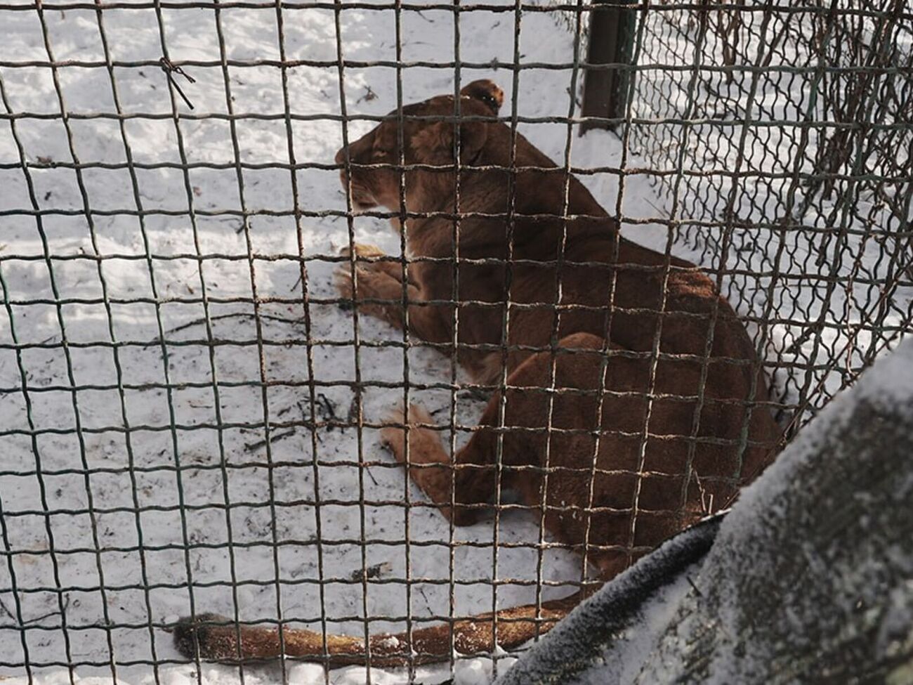 Левів і тигрів планують приспати й перемістити до іншого приміщення
