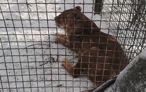 Львов и тигров планируют усыпить и переместить в другое помещение