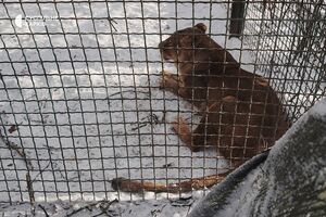 Львов и тигров планируют усыпить и переместить в другое помещение