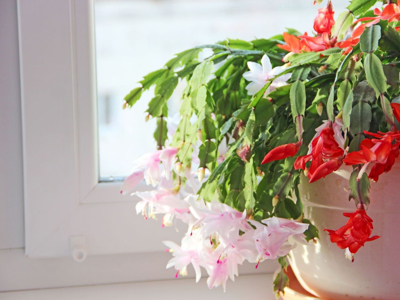 Чтобы рождественский кактус оставался здоровым после цветения, важно держать растение подальше от радиаторов, каминов и сквозняков