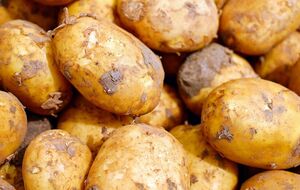 Перед посадкой картофель нужно подготовить