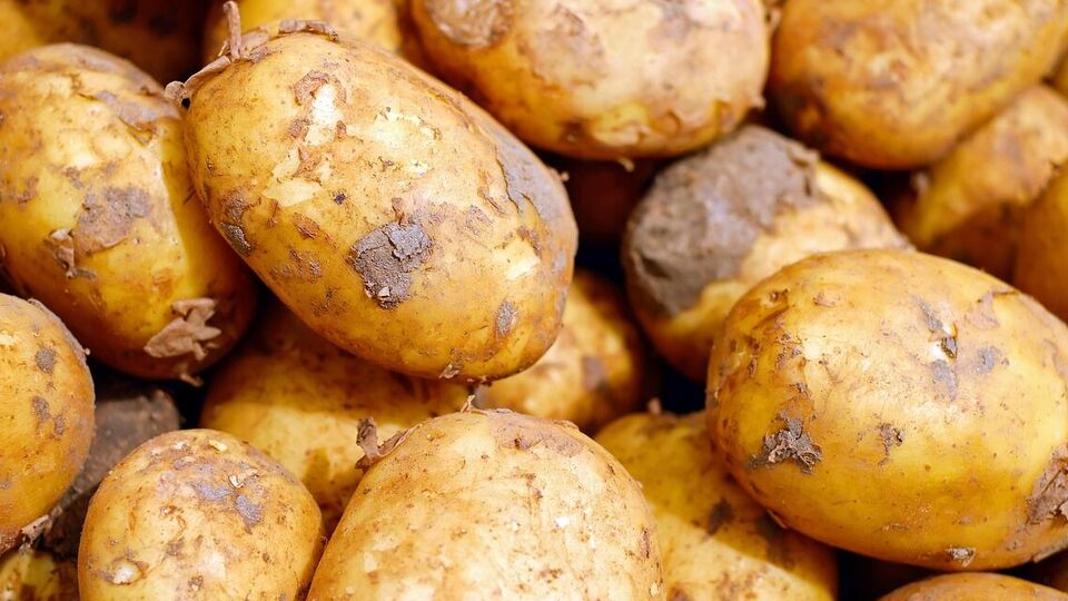 Перед посадкой картофель нужно подготовить