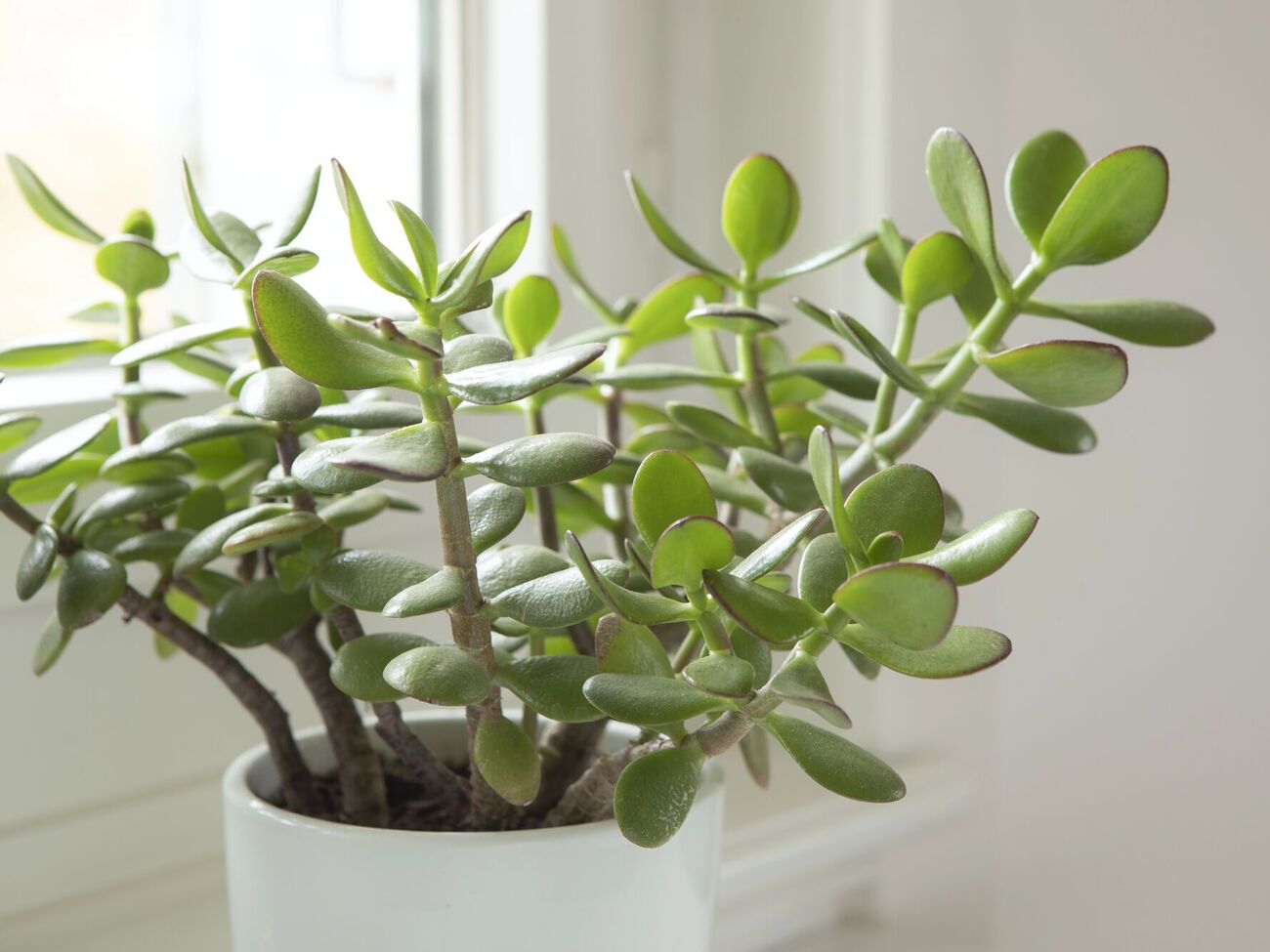 Цветы толстянки имеют форму звездочек