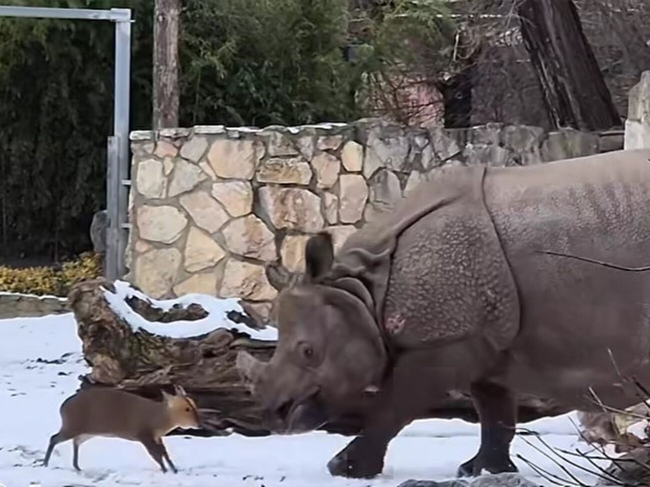 Носорог Маруська восприняла нападение мунтжака как игру