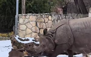 Носорог Маруська восприняла нападение мунтжака как игру