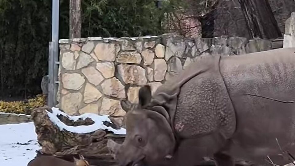 Носоріг Маруська сприйняла напад мунтжака як гру