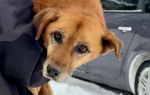 Унаслідок наїзду у тварини пошкоджено і зміщено внутрішні органи