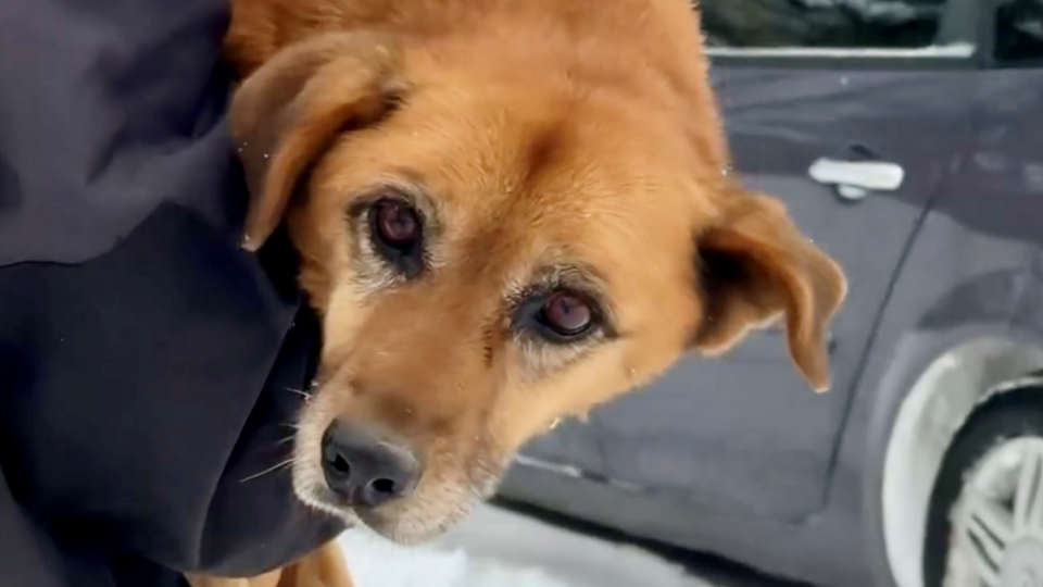В результате наезда у животного повреждены и смещены внутренние органы