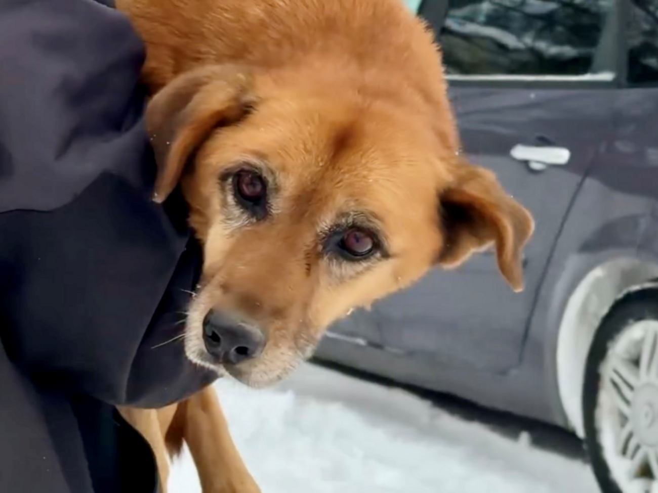 В результате наезда у животного повреждены и смещены внутренние органы